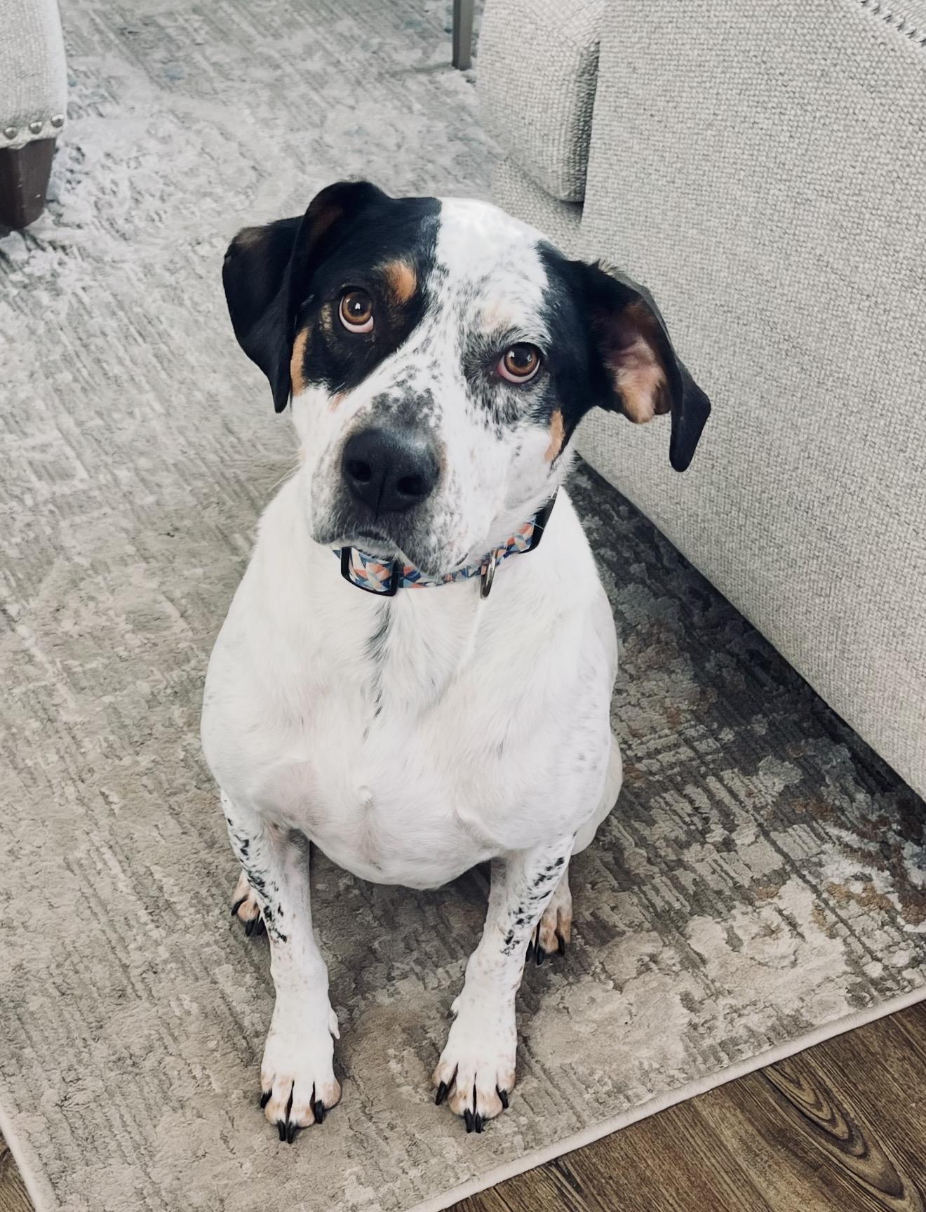 Emitt , a ADOPTABLE Coonhound in Grand Haven, MI image 2/4