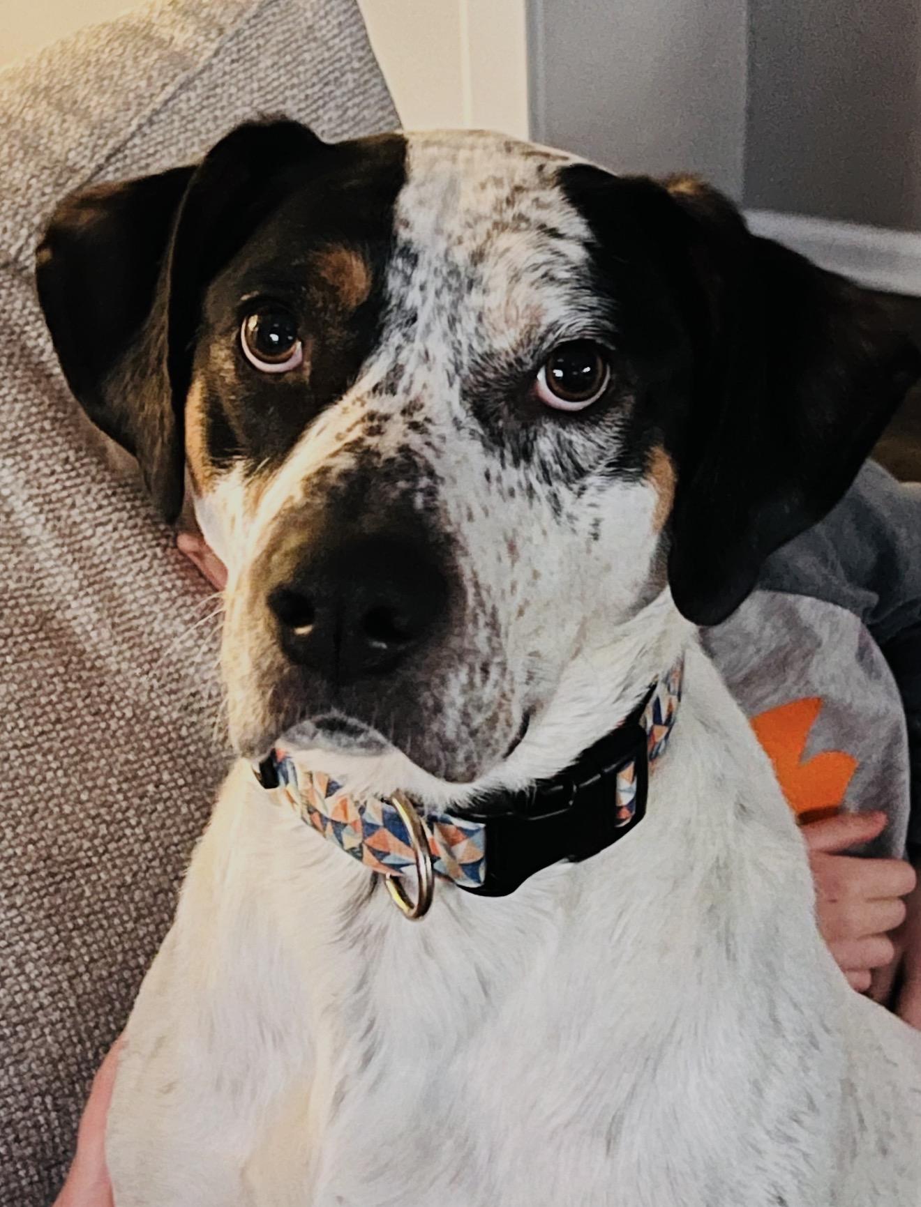 Emitt , ADOPTABLE, Adult Male Coonhound.