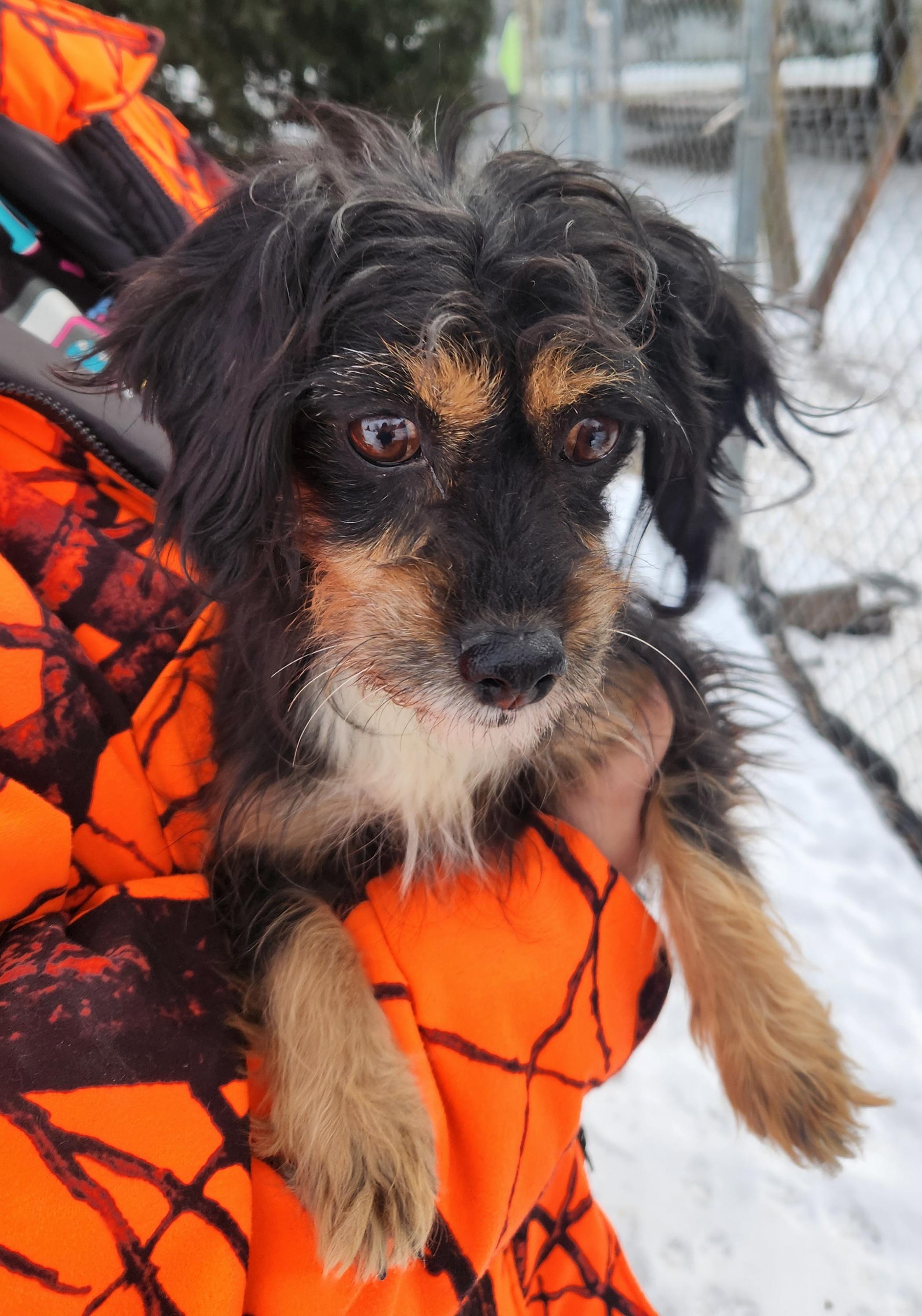 Enlarge Patty, a ADOPTABLE mixed breed in Liberty Center, OH image 5/6