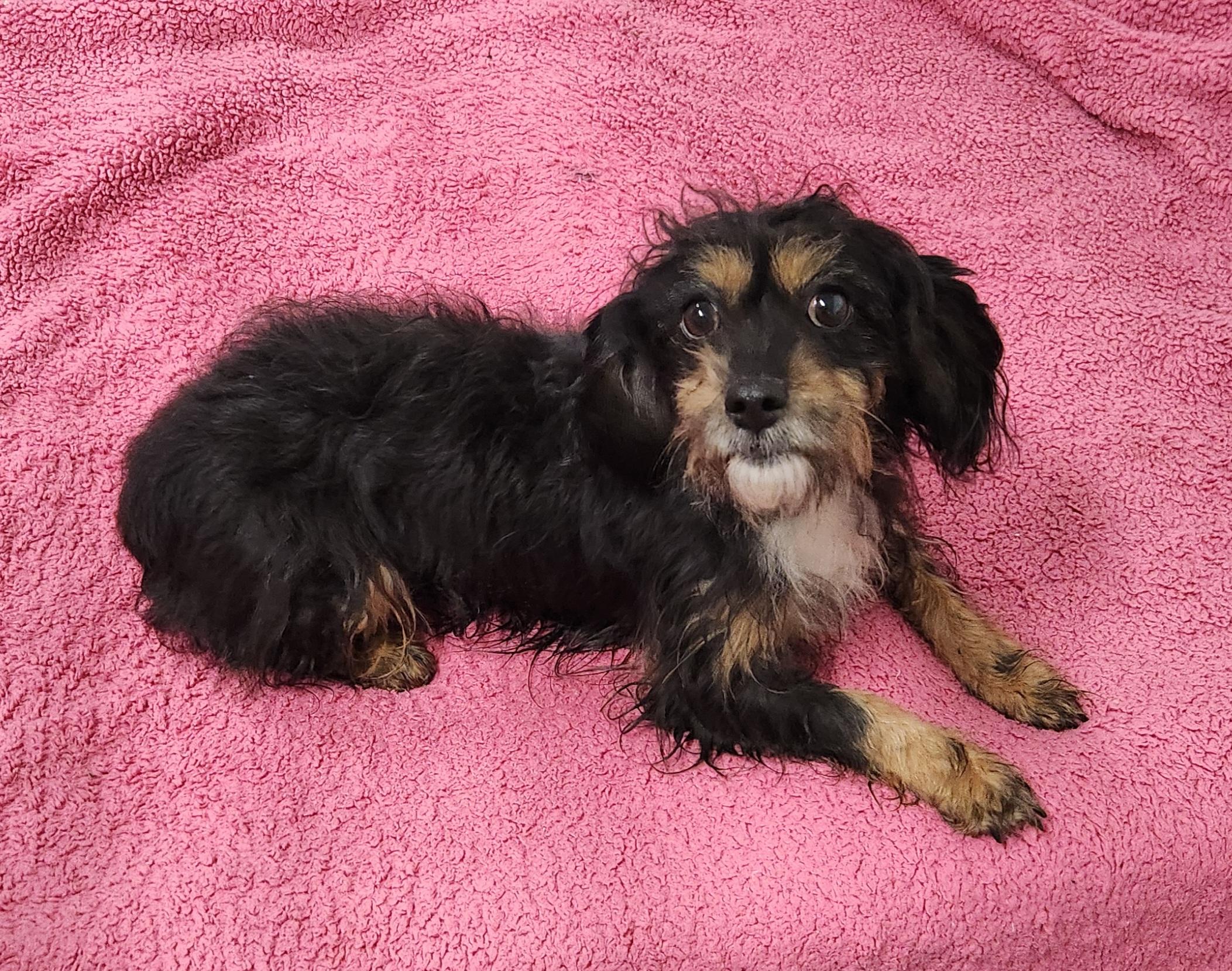 Enlarge Patty, a ADOPTABLE mixed breed in Liberty Center, OH image 3/6