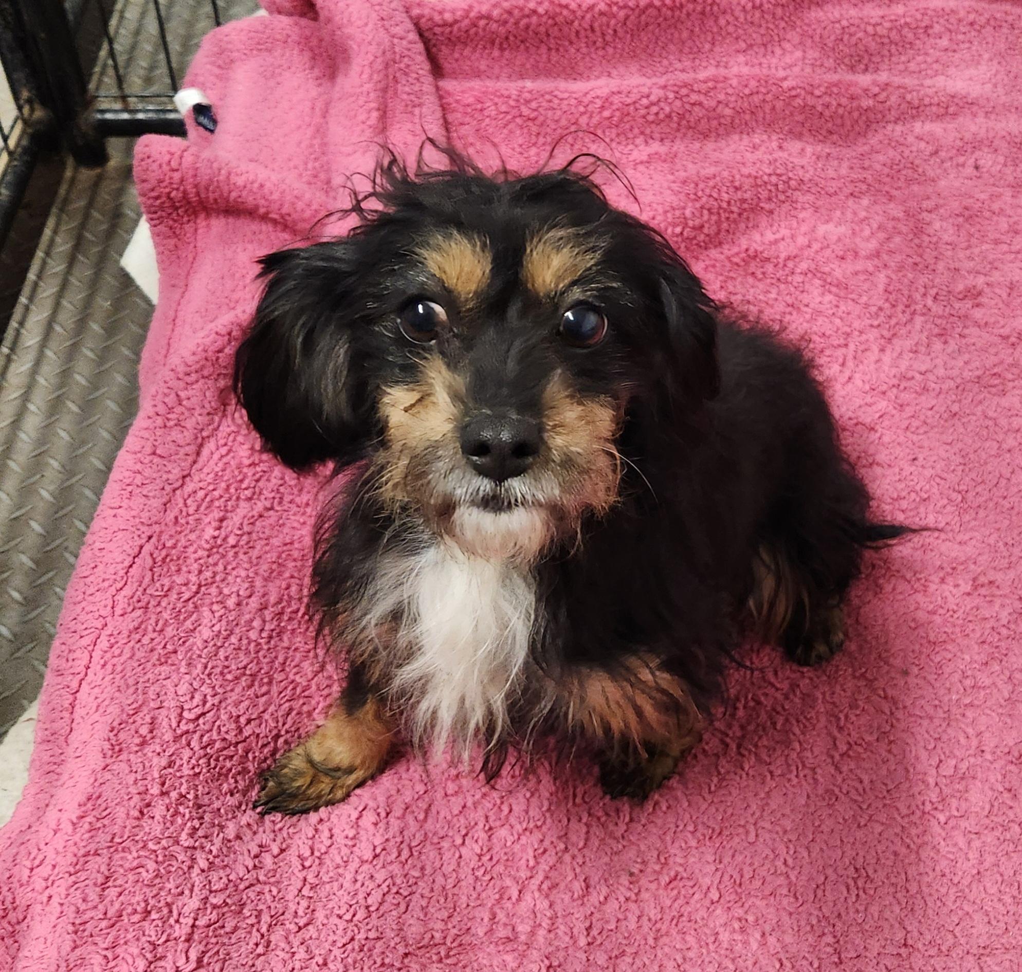 Enlarge Patty, a ADOPTABLE mixed breed in Liberty Center, OH image 1/6