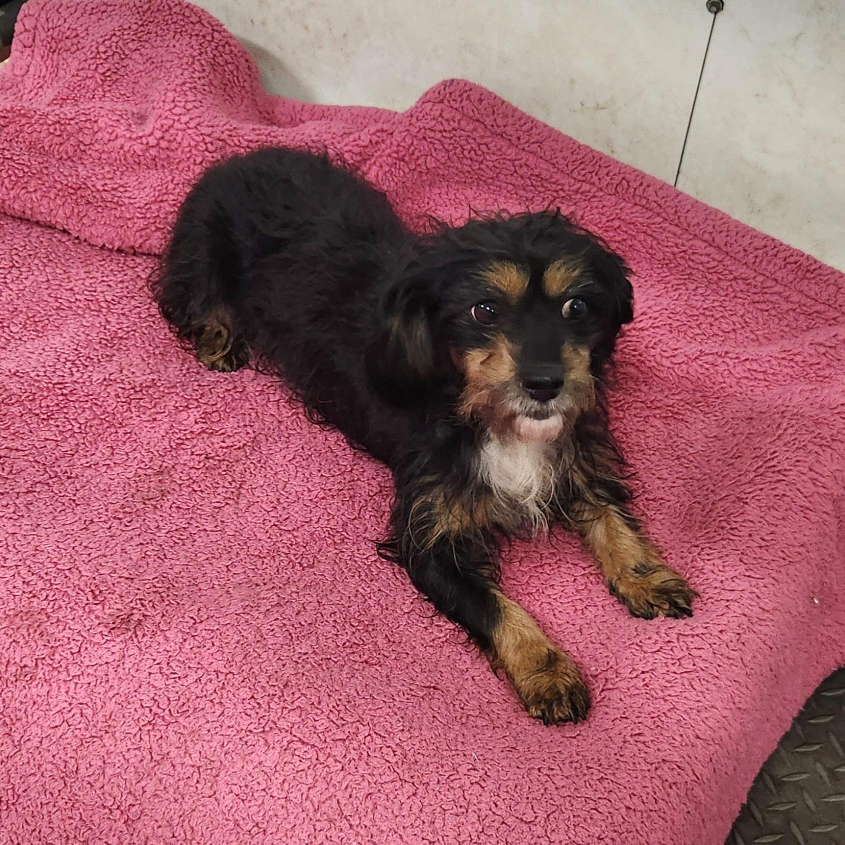 Enlarge Patty, a ADOPTABLE mixed breed in Liberty Center, OH image 4/6