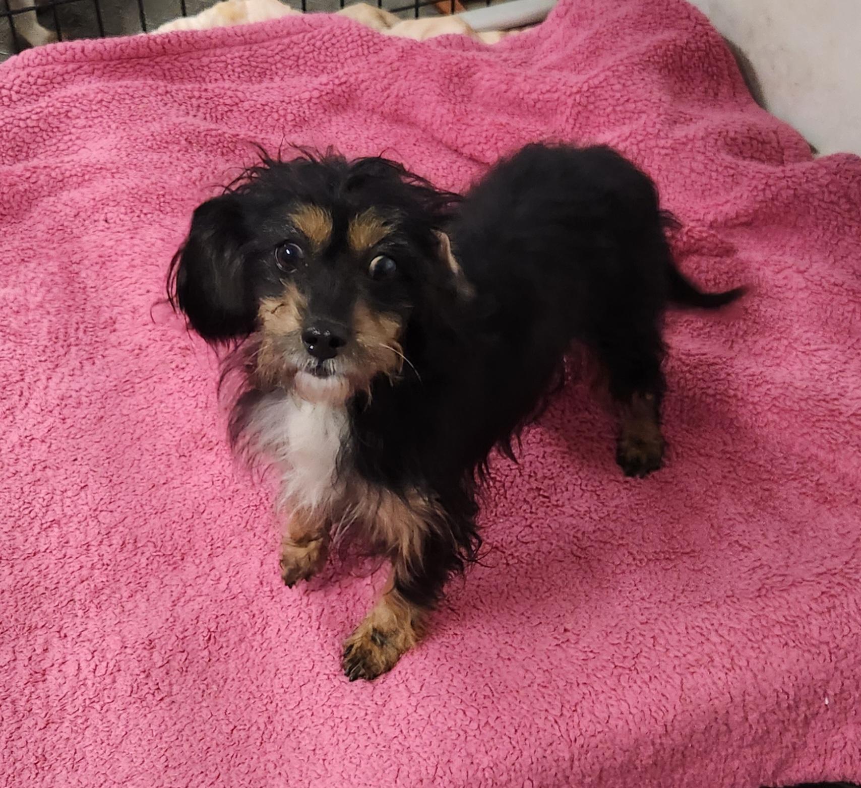 Enlarge Patty, a ADOPTABLE mixed breed in Liberty Center, OH image 2/6