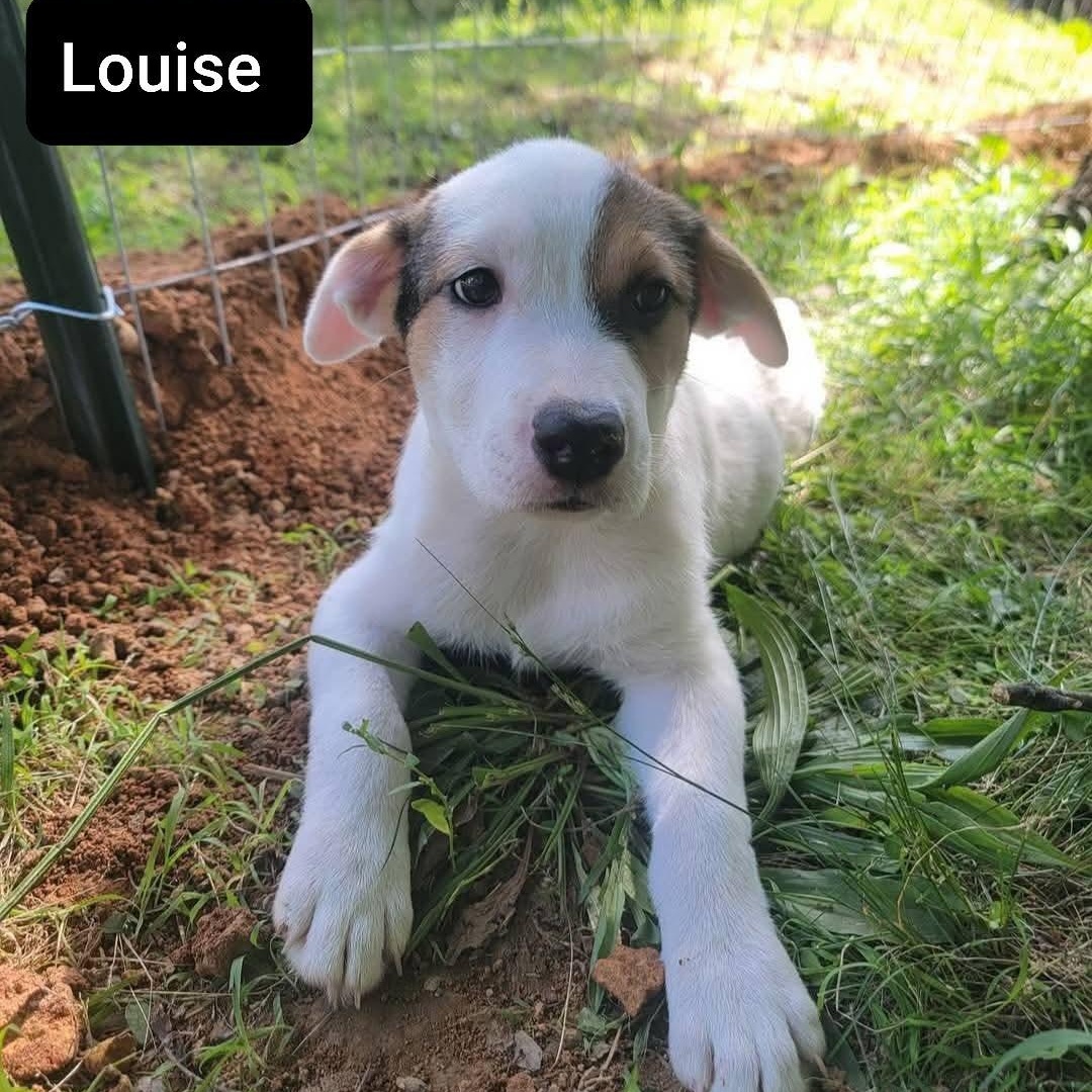 Louise 5