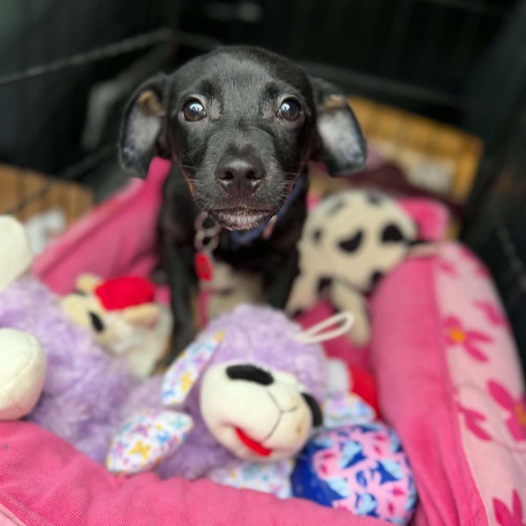 Blake, Adoptable, Puppy Male Chihuahua.