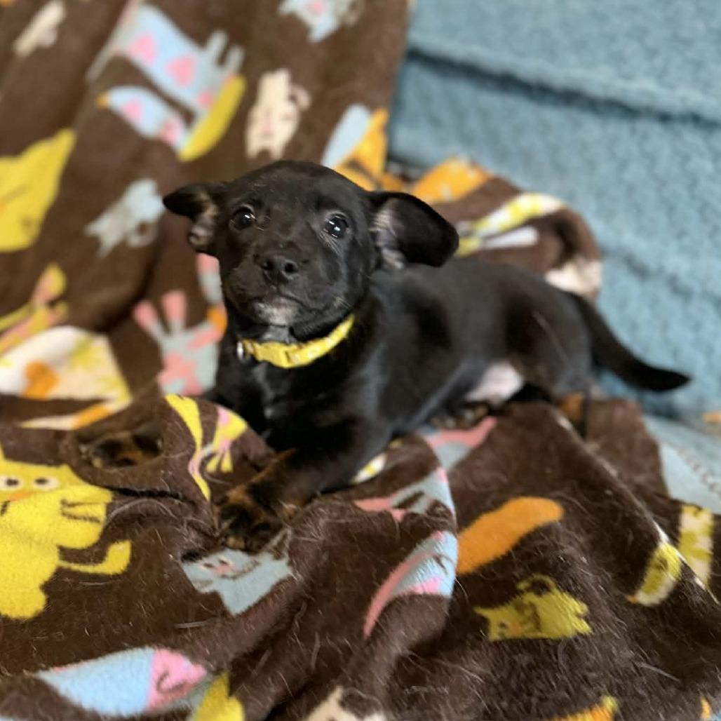 Blake, a Adoptable Chihuahua in Katy, TX image 2/6