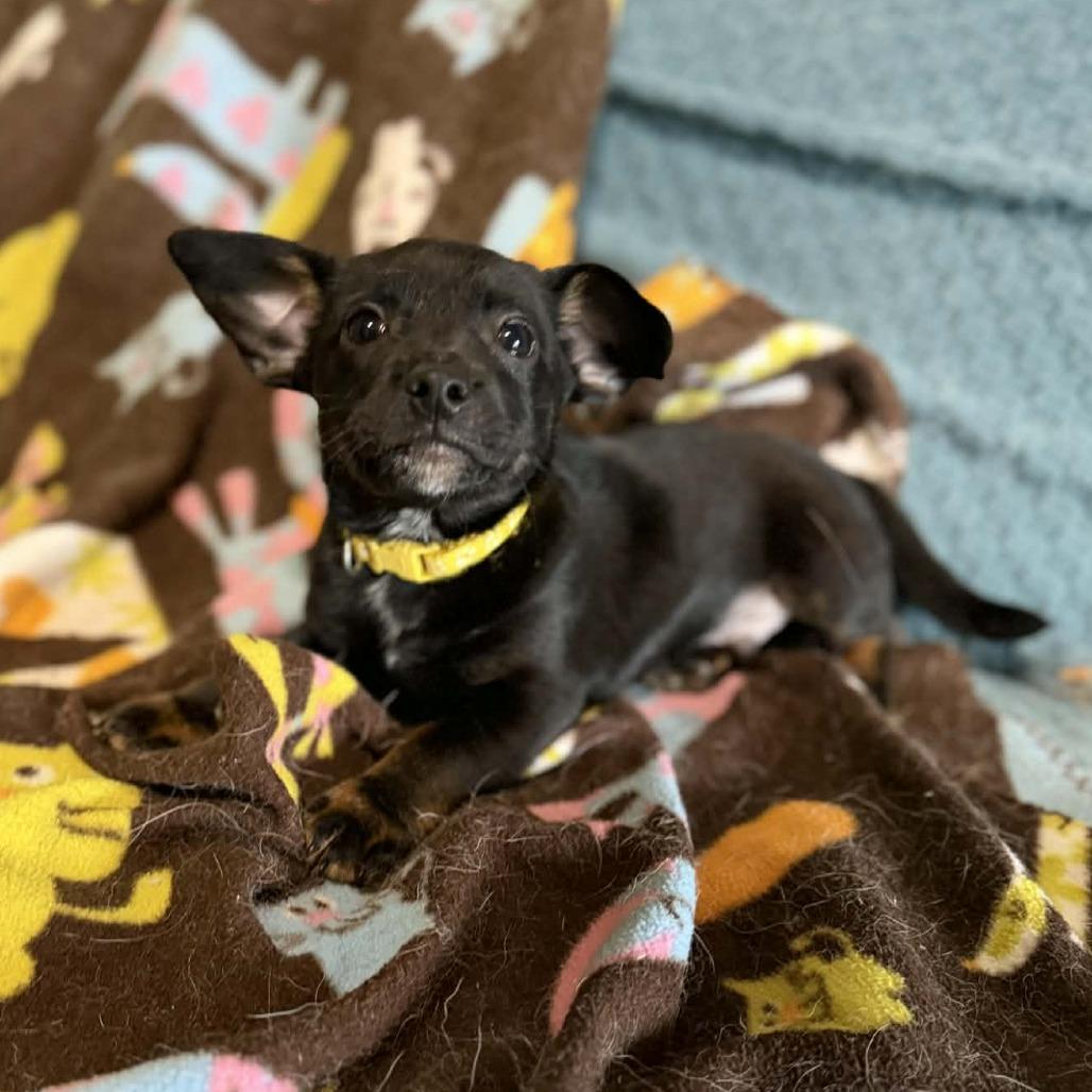 Blake, a Adoptable Chihuahua in Katy, TX image 3/6
