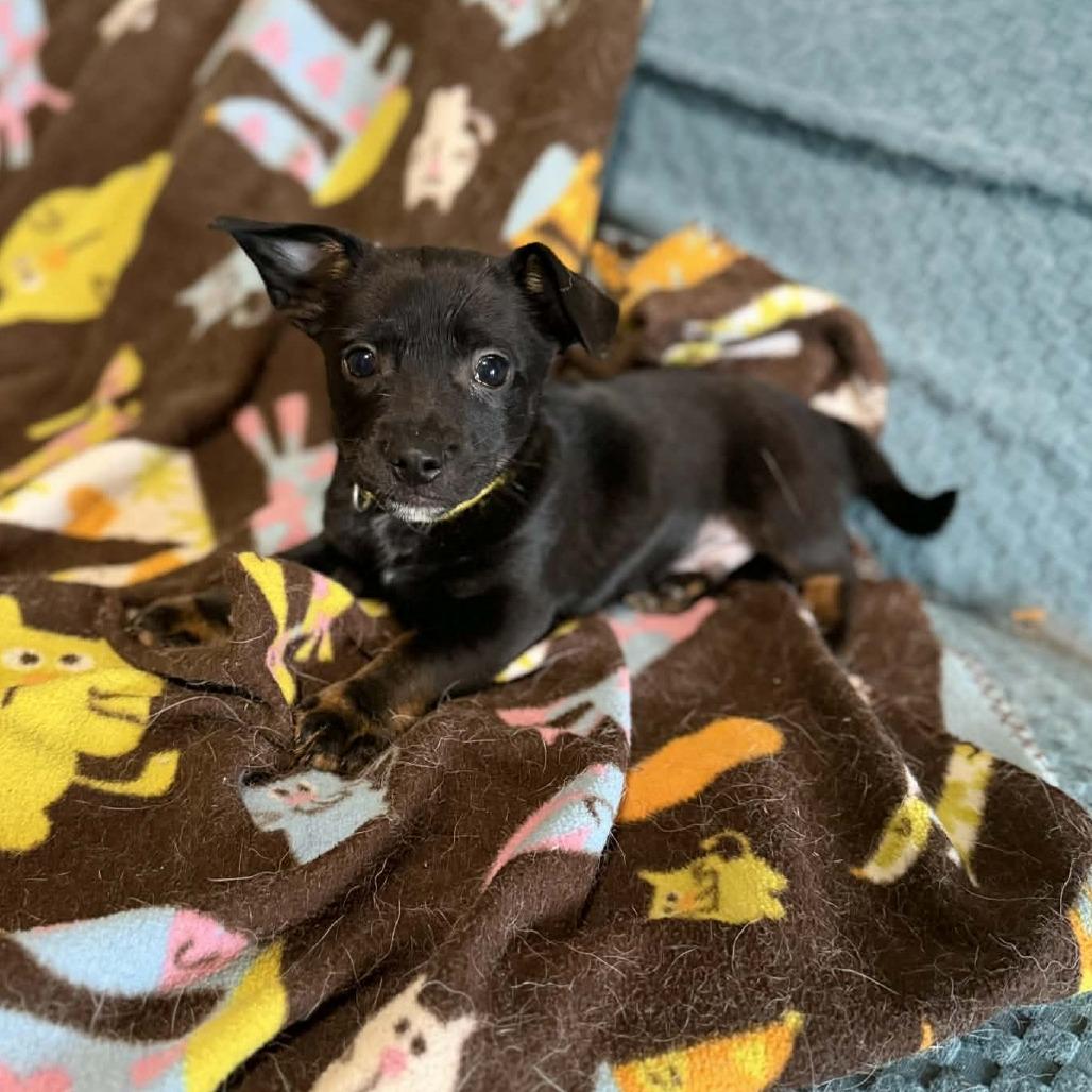 Blake, a Adoptable Chihuahua in Katy, TX image 4/6