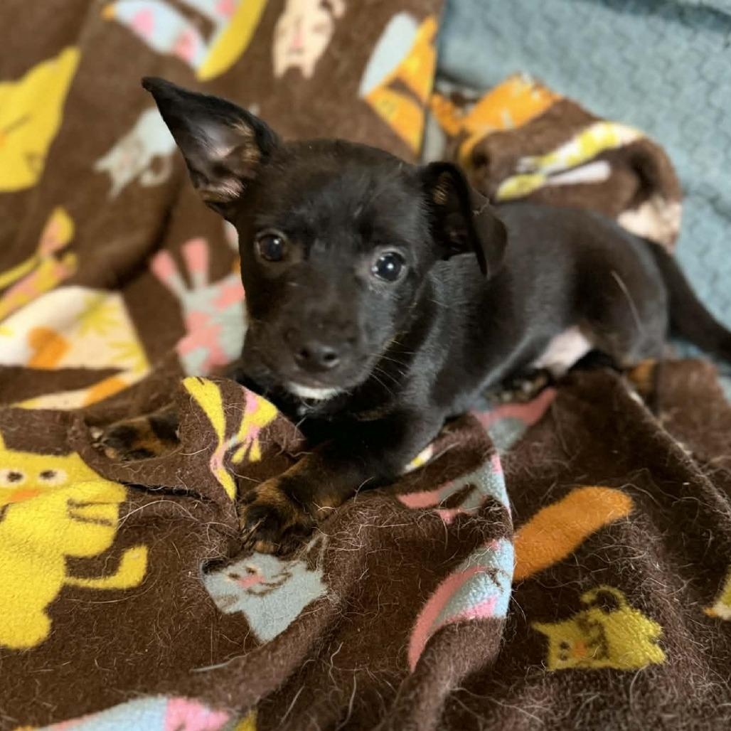 Blake, a Adoptable Chihuahua in Katy, TX image 5/6