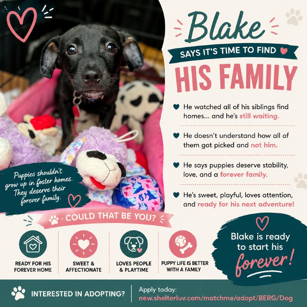 Blake, a Adoptable Chihuahua in Katy, TX image 6/6