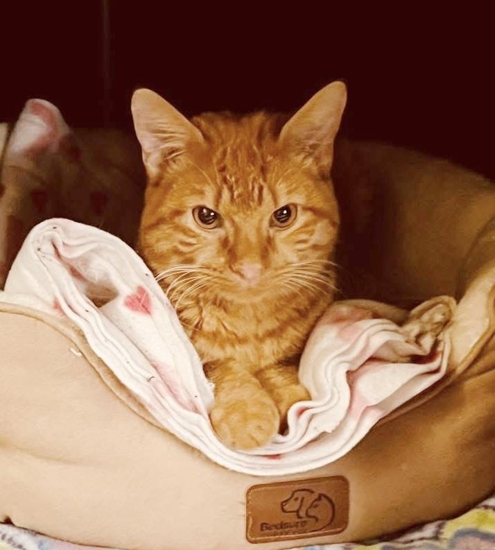 Enlarge Blaise, an adopted Tabby in Philadelphia, PA image 4/6