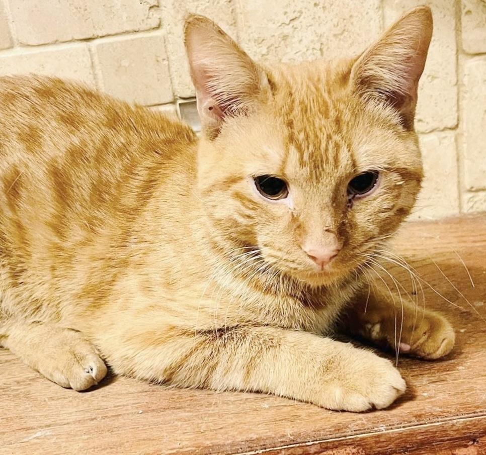 Enlarge Blaise, an adopted Tabby in Philadelphia, PA image 2/6