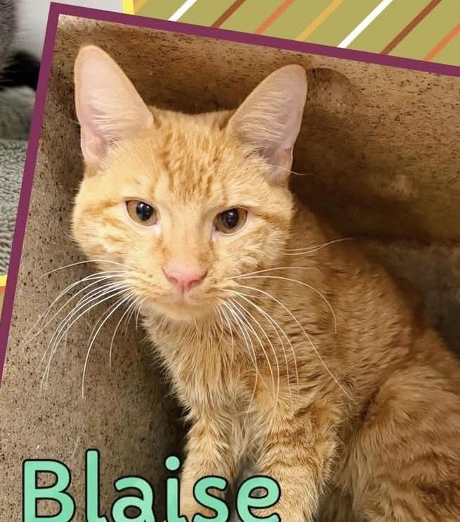 Enlarge Blaise, an adopted Tabby in Philadelphia, PA image 3/6