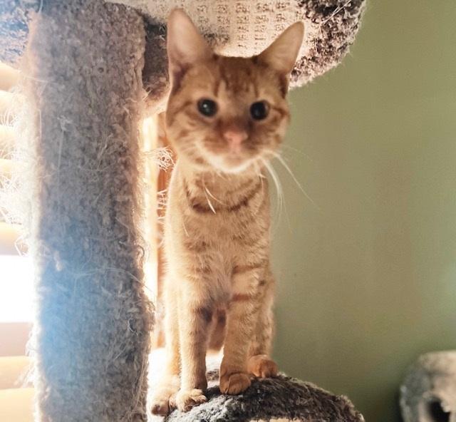 Enlarge Blaise, an adopted Tabby in Philadelphia, PA image 5/6