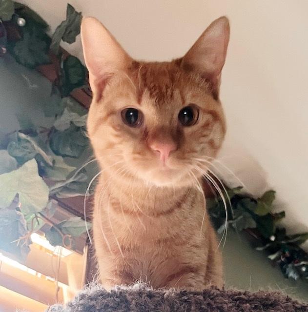 Blaise, adopted, Young Male Tabby.