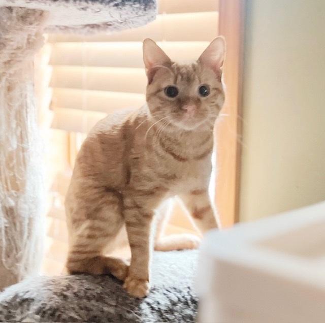 Enlarge Blaise, an adopted Tabby in Philadelphia, PA image 6/6