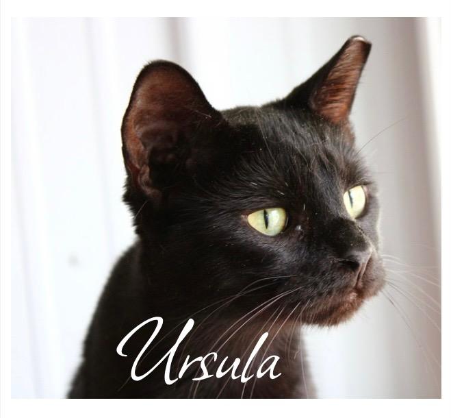 Ursula, Adoptable, Young Female Domestic Short Hair.