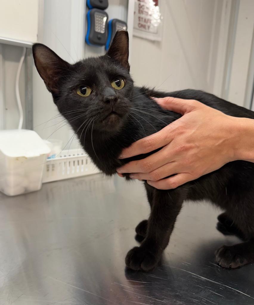 Ursula, a Adoptable mixed breed in Pierceton, IN image 2/3