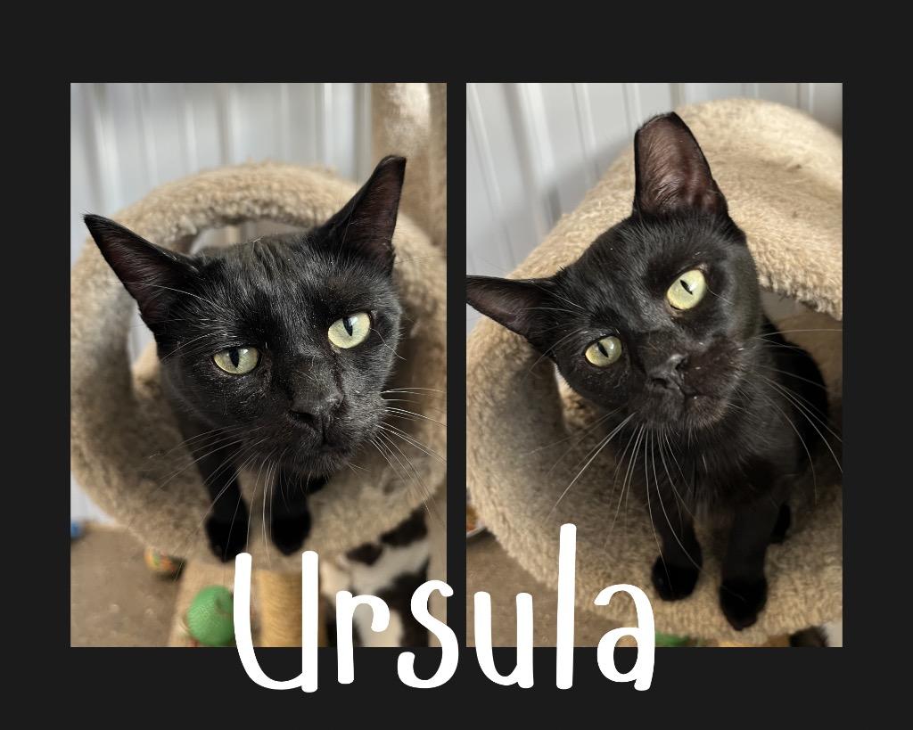 Ursula, a Adoptable mixed breed in Pierceton, IN image 3/3