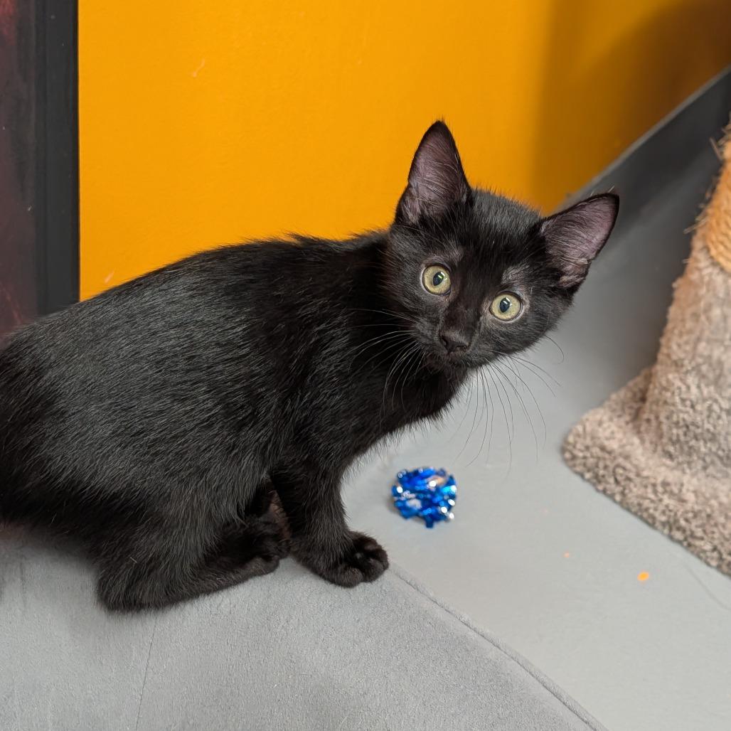 Enlarge Clove, a ADOPTABLE Domestic Short Hair in Cape Girardeau, MO image 1/1
