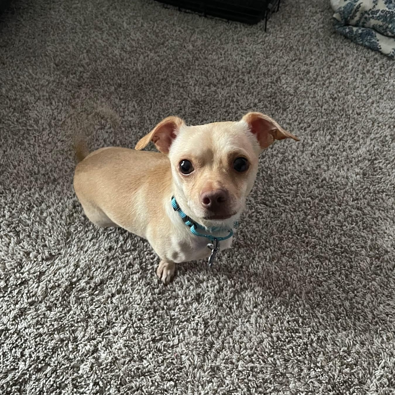 Enlarge Honda, a Adoptable mixed breed in Elkton, MD image 2/6