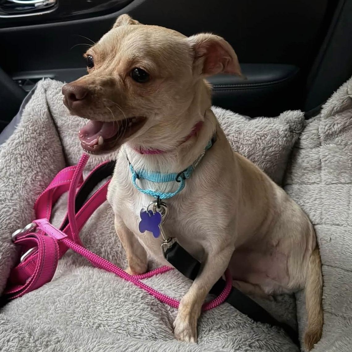 Enlarge Honda, a Adoptable mixed breed in Elkton, MD image 4/6