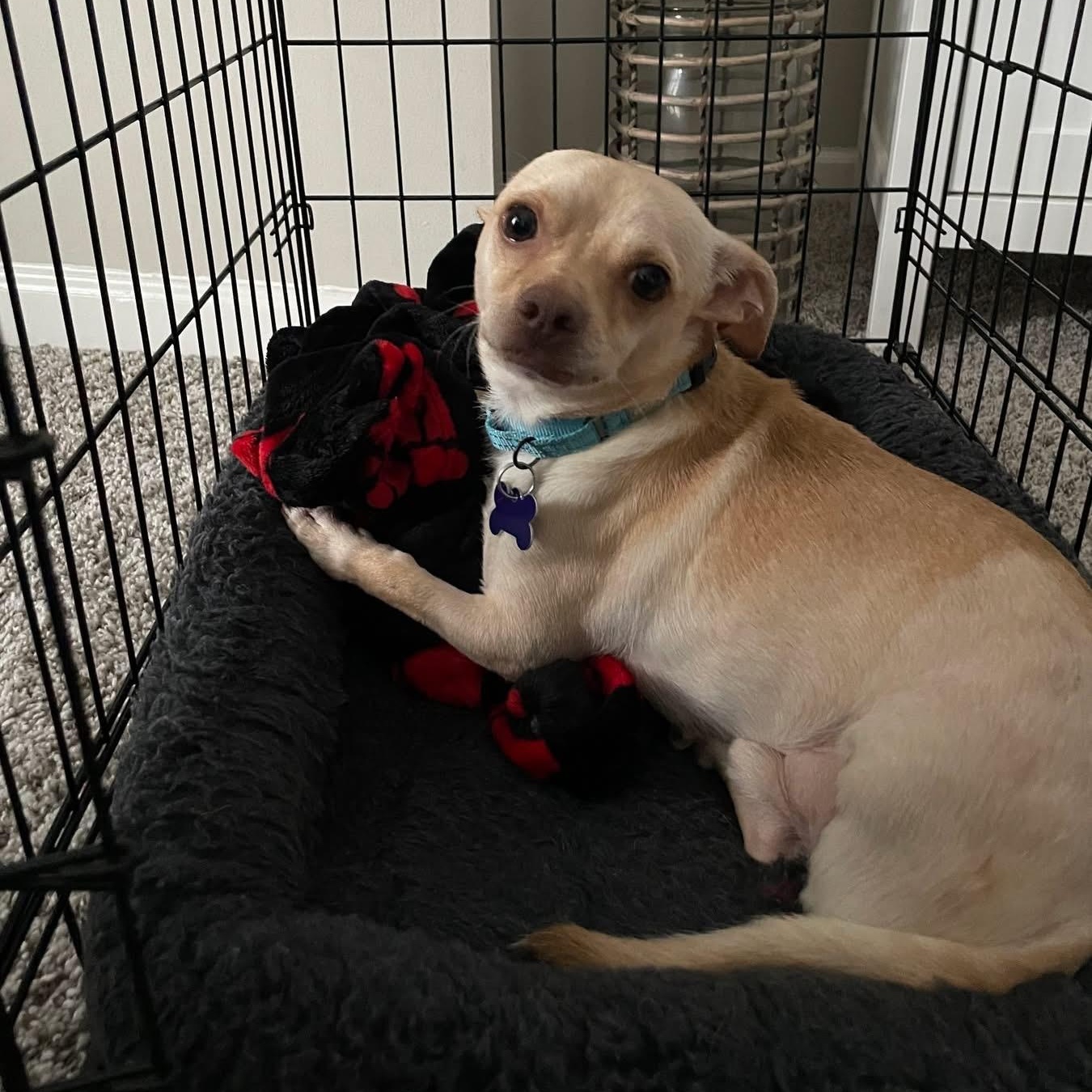 Enlarge Honda, a Adoptable mixed breed in Elkton, MD image 6/6