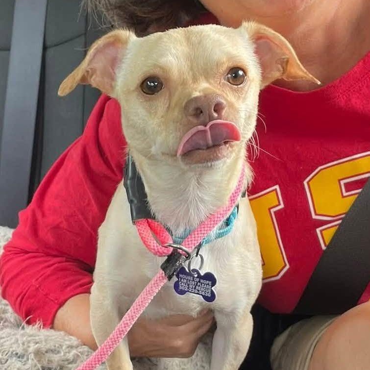 Honda, Adoptable, Adult Male Chihuahua.