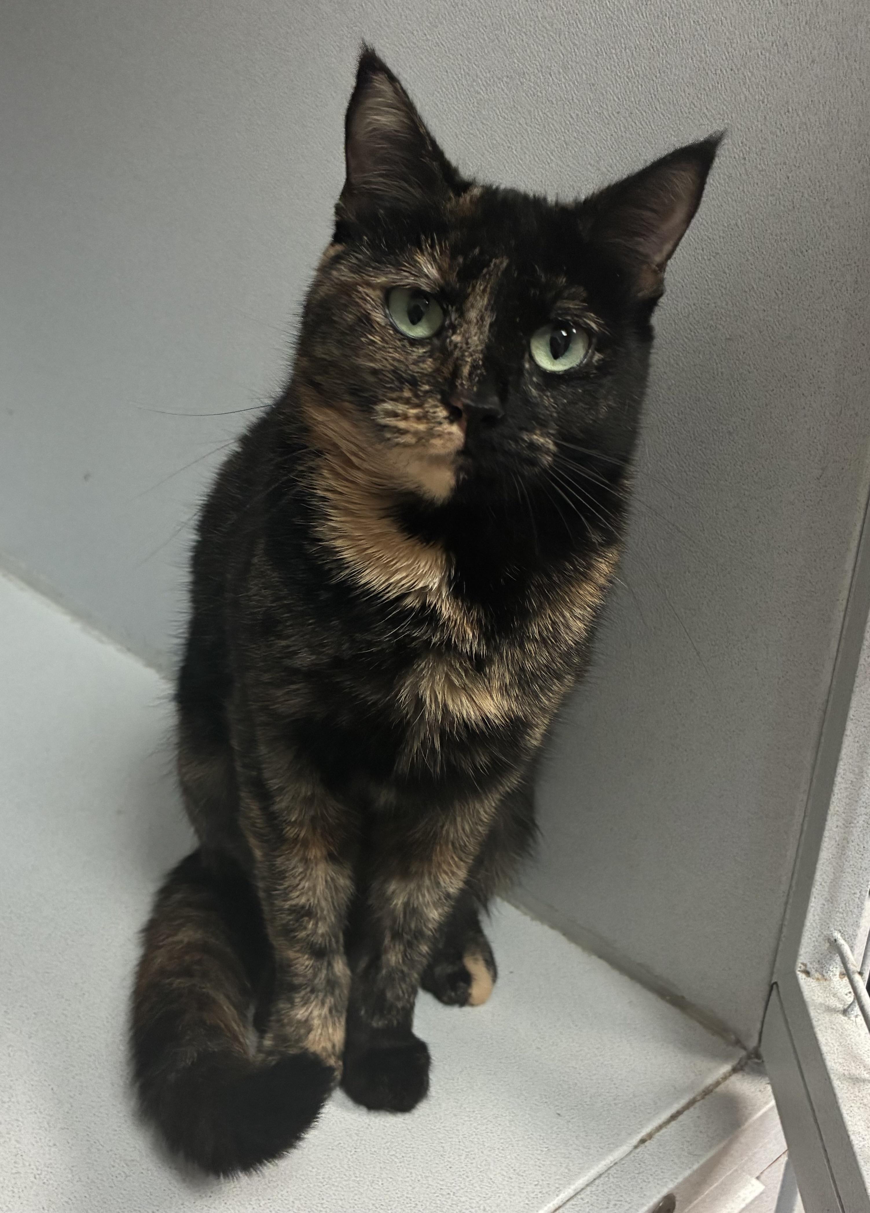 Enlarge Princess Popcorn, an adopted Domestic Short Hair in Breinigsville, PA image 2/2
