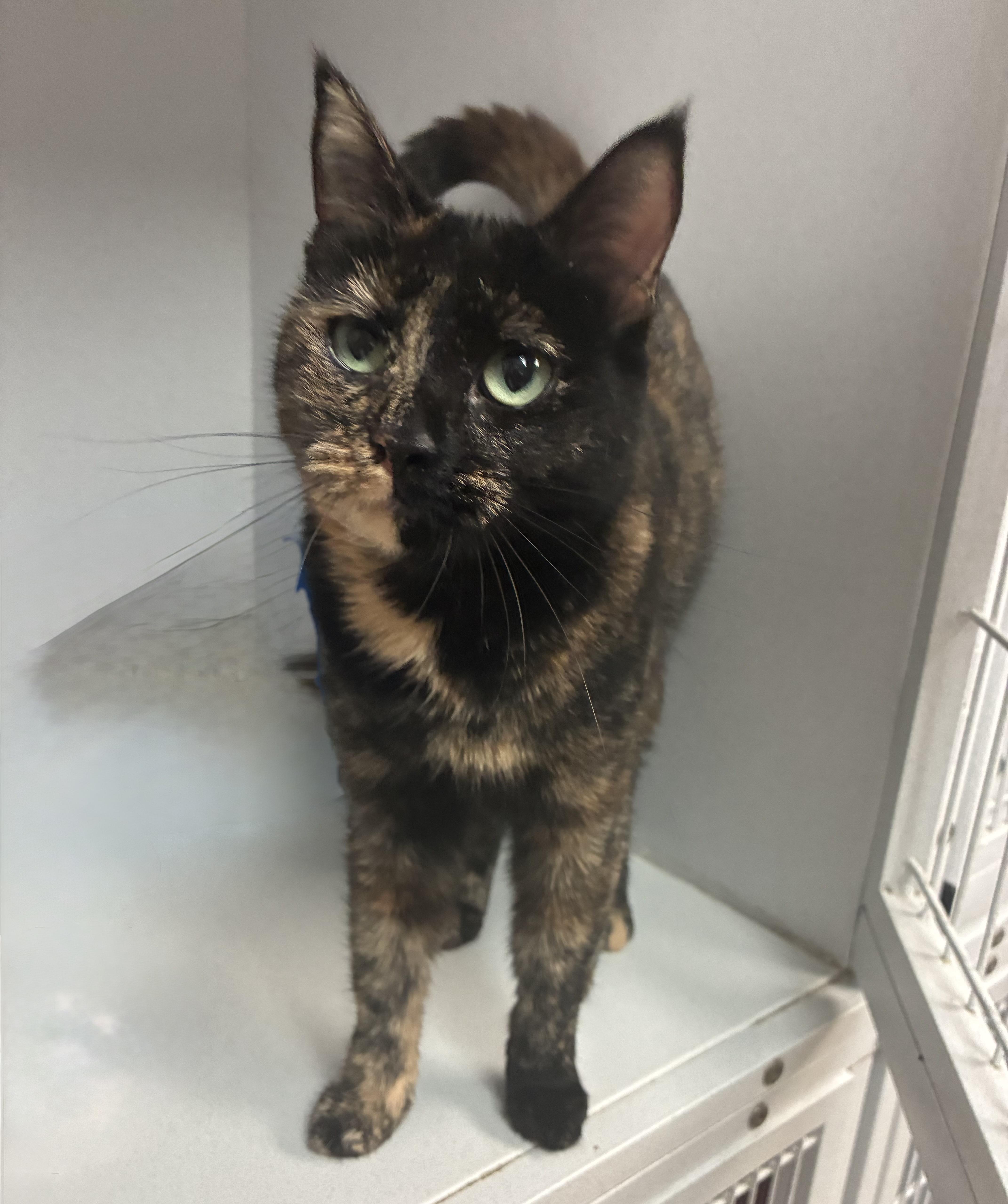 Princess Popcorn, adopted, Adult Female Domestic Short Hair.