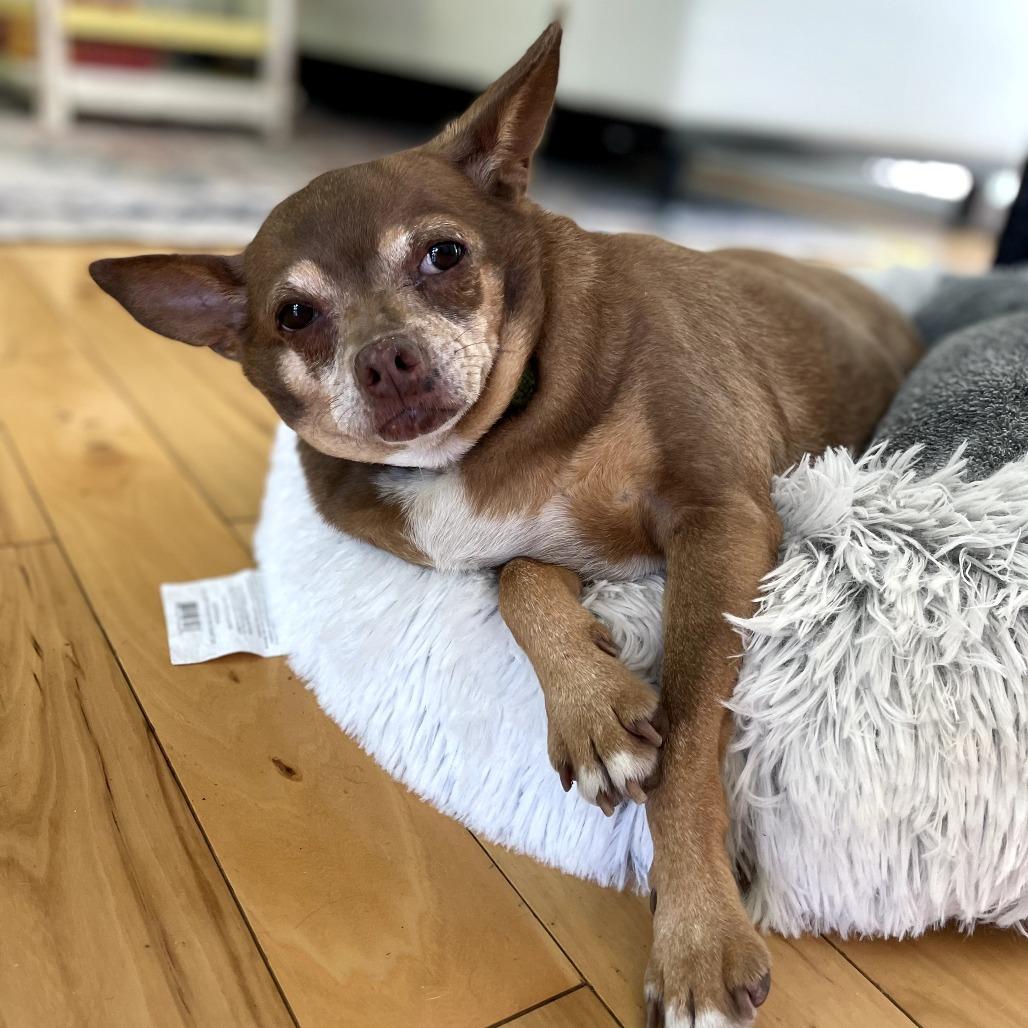 Maria, Adoptable, Senior Female Chihuahua.
