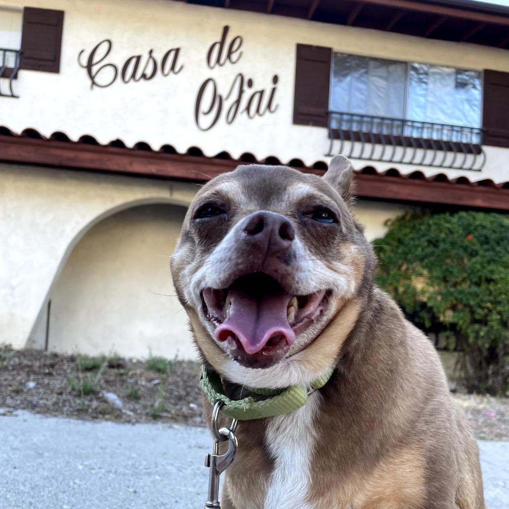 Maria, a Adoptable Chihuahua in Ojai, CA image 2/6