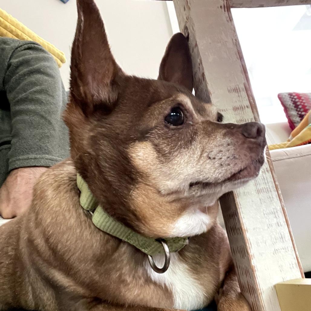 Maria, a Adoptable Chihuahua in Ojai, CA image 3/6