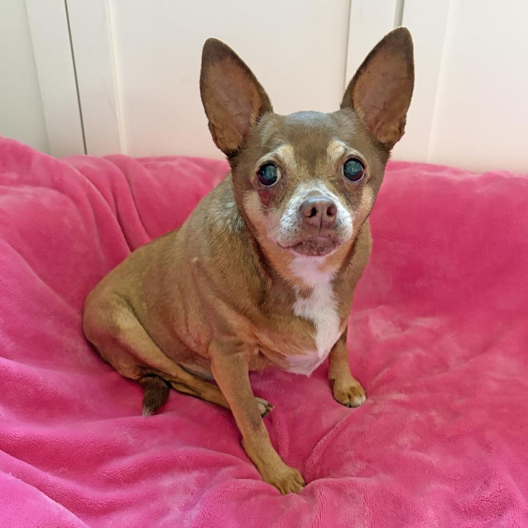 Maria, a Adoptable Chihuahua in Ojai, CA image 4/6