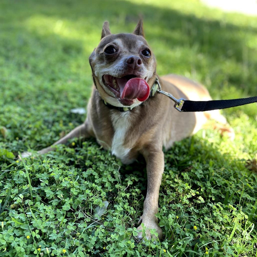 Maria, a Adoptable Chihuahua in Ojai, CA image 5/6