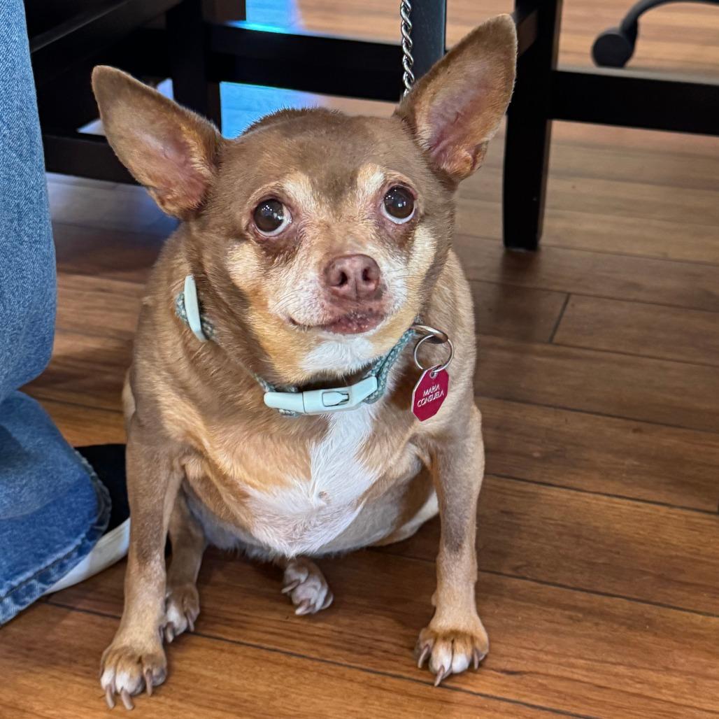 Maria, a Adoptable Chihuahua in Ojai, CA image 6/6