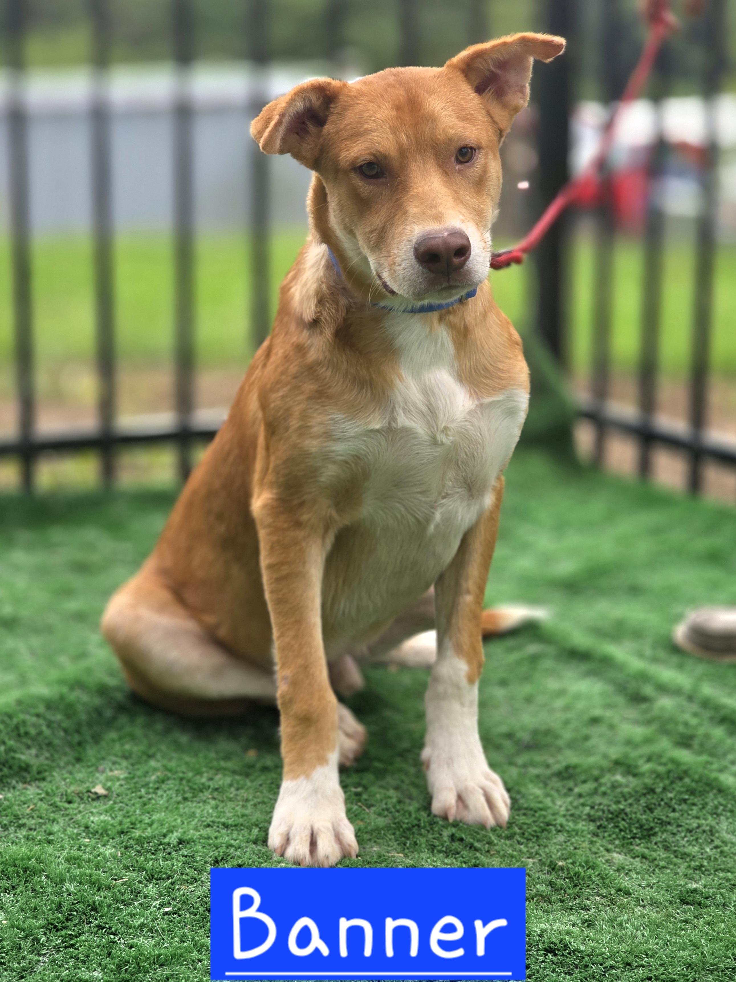 Enlarge Banner, a Adoptable mixed breed in Walthill, NE image 2/2