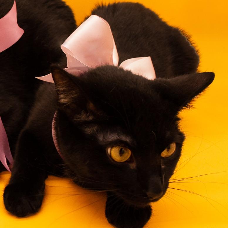 Enlarge Bombay, a Adoptable Domestic Short Hair in Plainfield, IL image 1/4