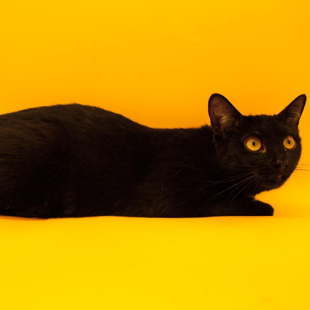 Enlarge Bombay, a Adoptable Domestic Short Hair in Plainfield, IL image 2/4