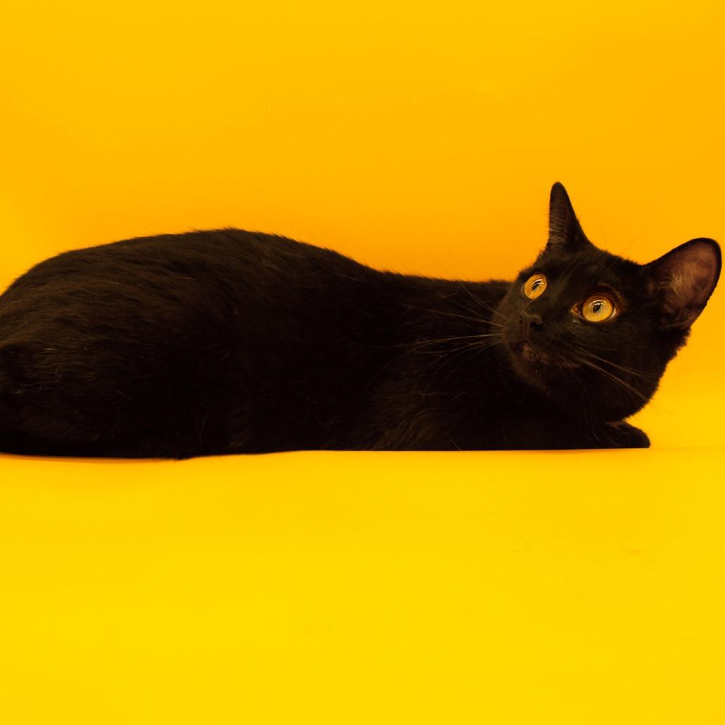 Enlarge Bombay, a Adoptable Domestic Short Hair in Plainfield, IL image 3/4