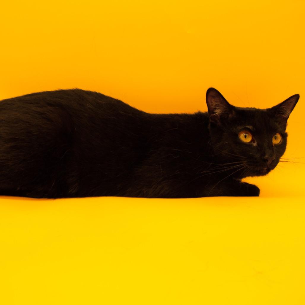 Enlarge Bombay, a Adoptable Domestic Short Hair in Plainfield, IL image 4/4