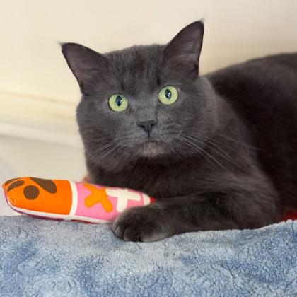 Shadow, Adoptable, Adult Male Domestic Short Hair & Domestic Short Hair.
