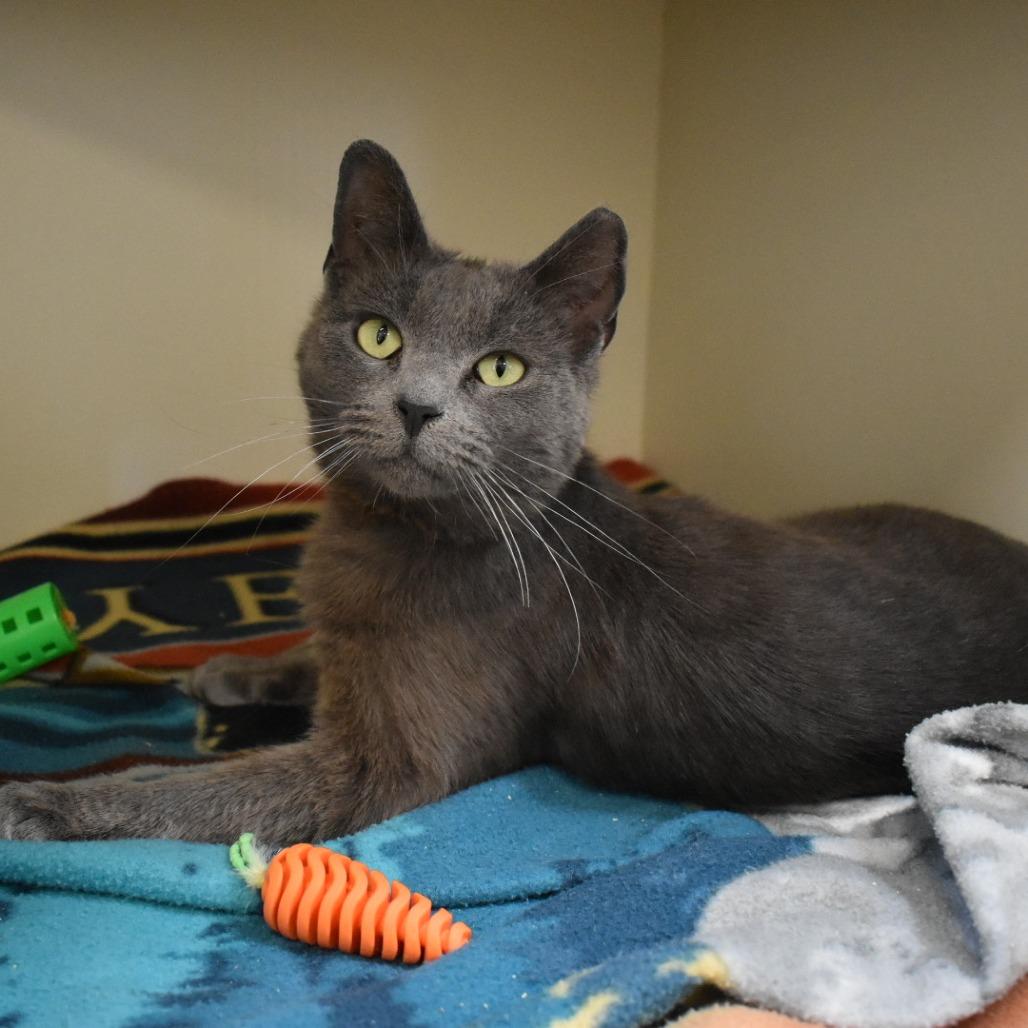 Marianne, Adoptable, Adult Female Domestic Short Hair.