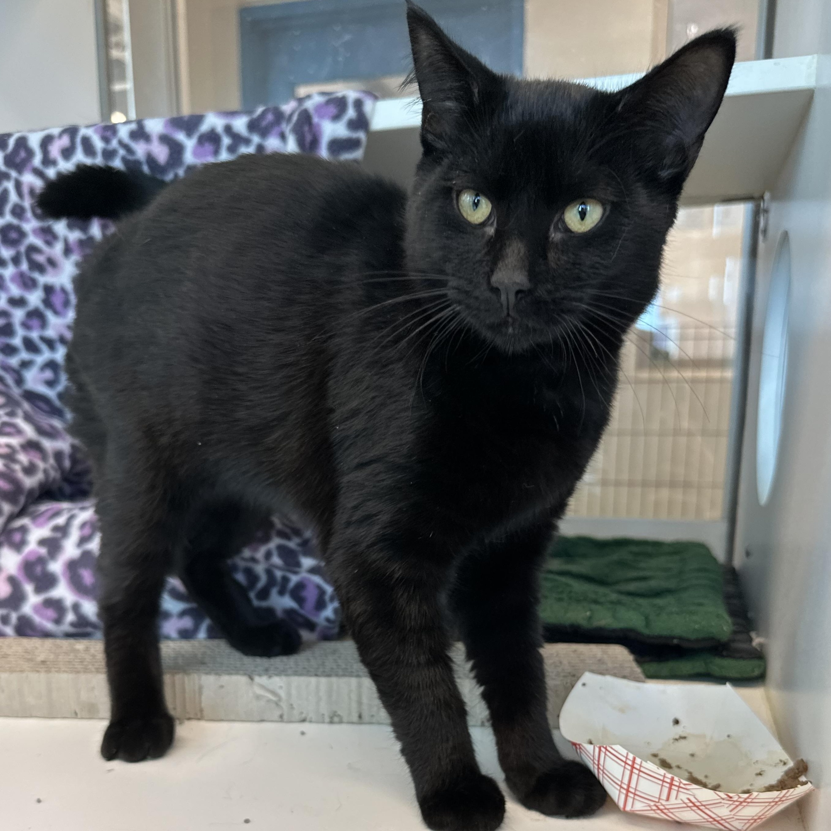 Enlarge Ghost (ID 53197), a Adopted Domestic Short Hair in Manassas, VA image 1/1