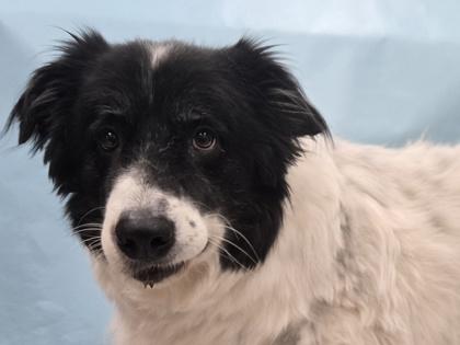 Martha, Adoptable, Adult Female Great Pyrenees & Border Collie.