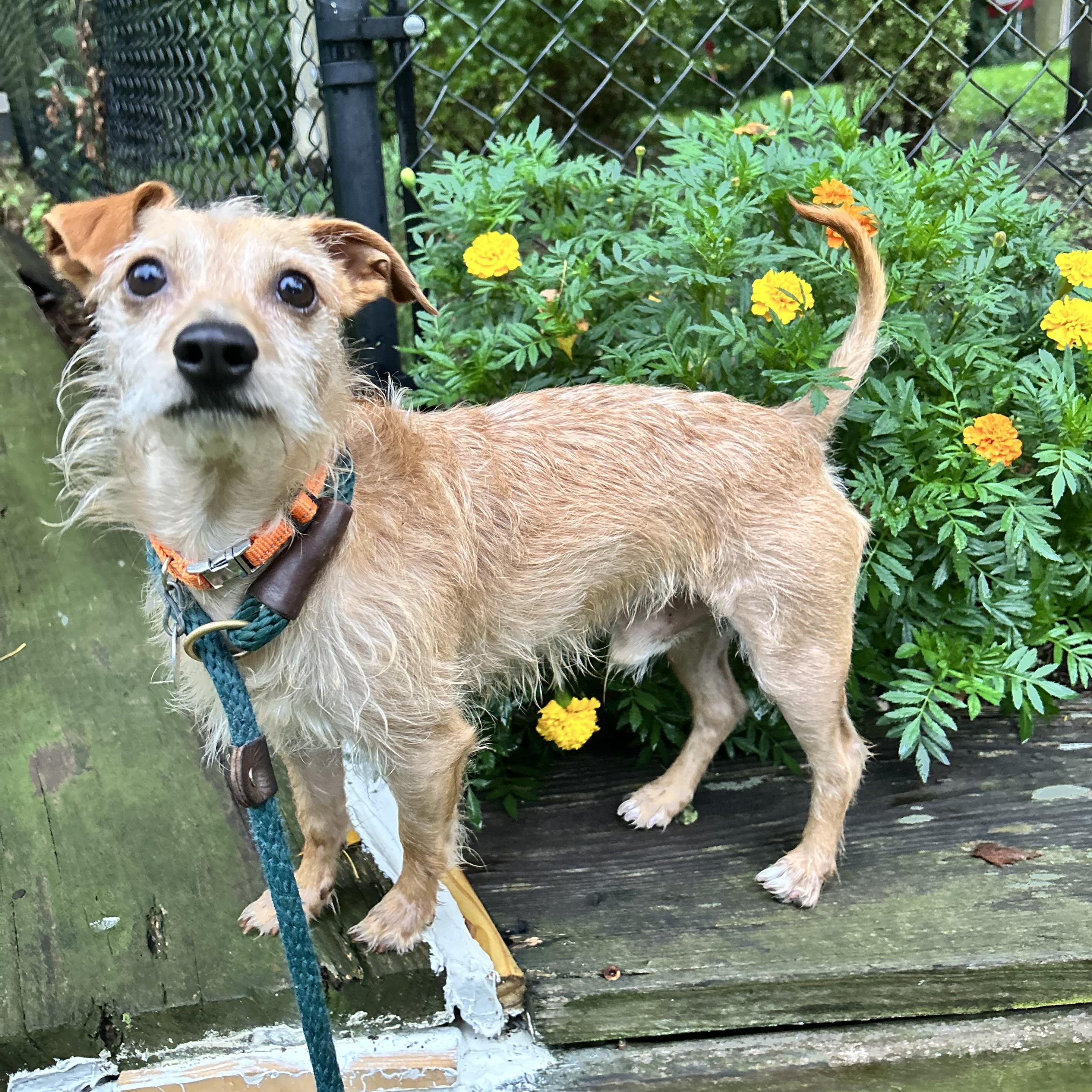 Peter parker, adopted, Adult Male Terrier.