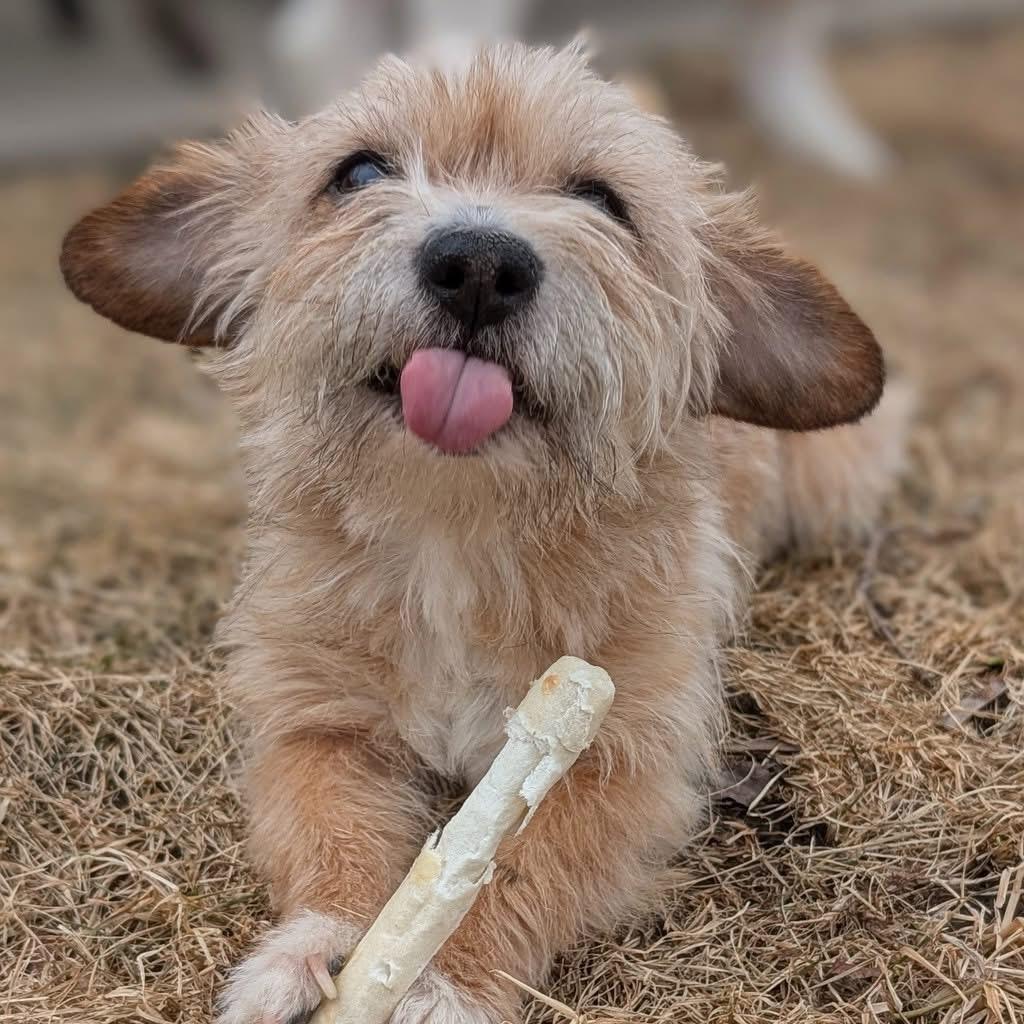 Paddington Bear — thumbnail 3