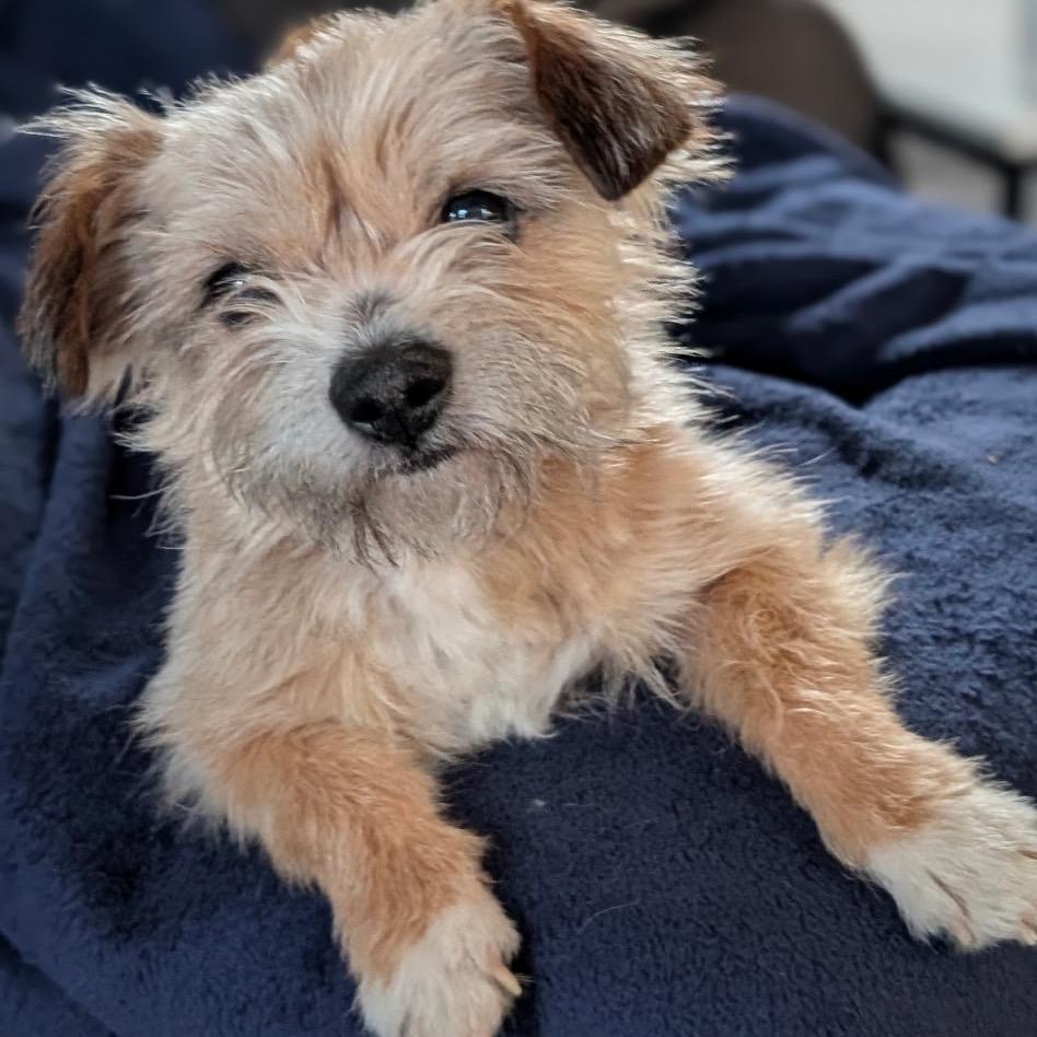 Paddington Bear — thumbnail 4