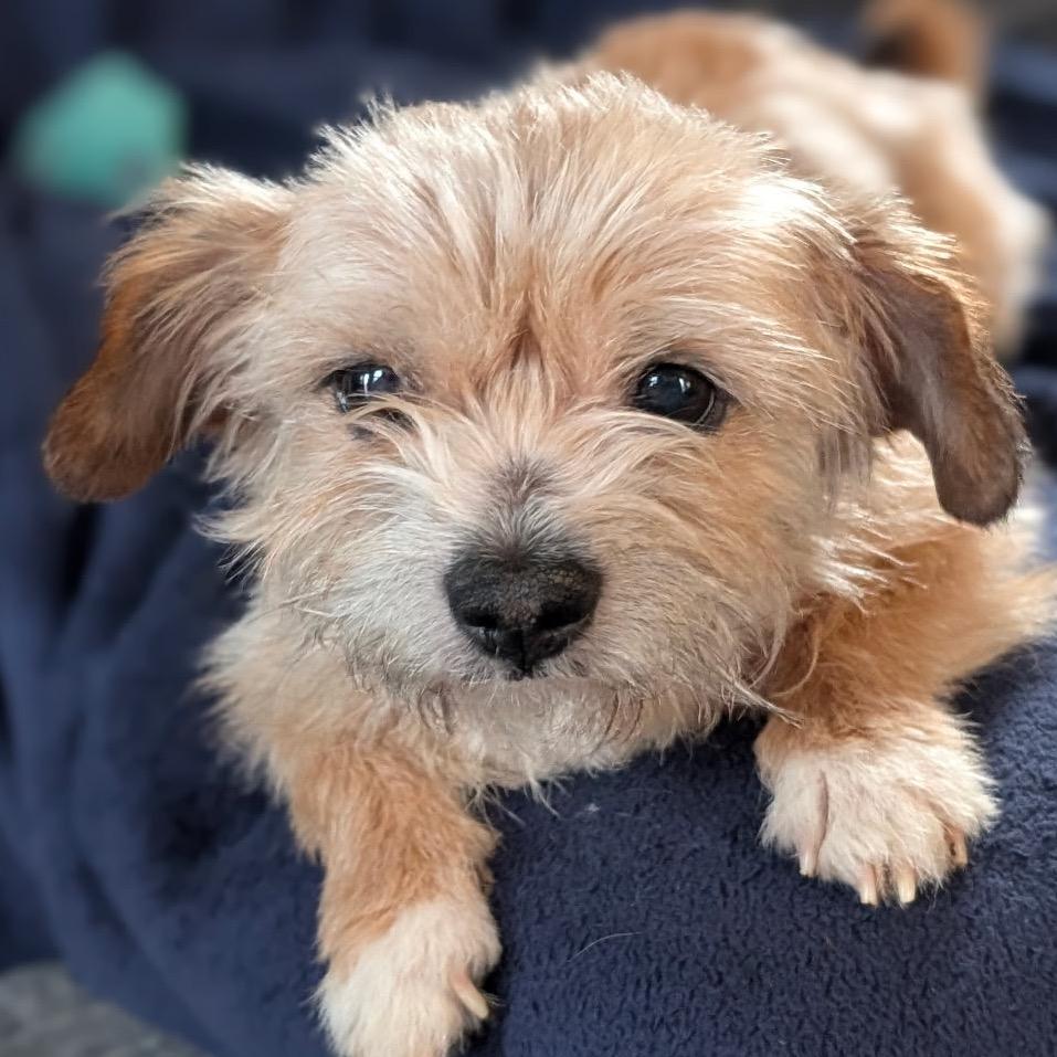 Paddington Bear — thumbnail 6