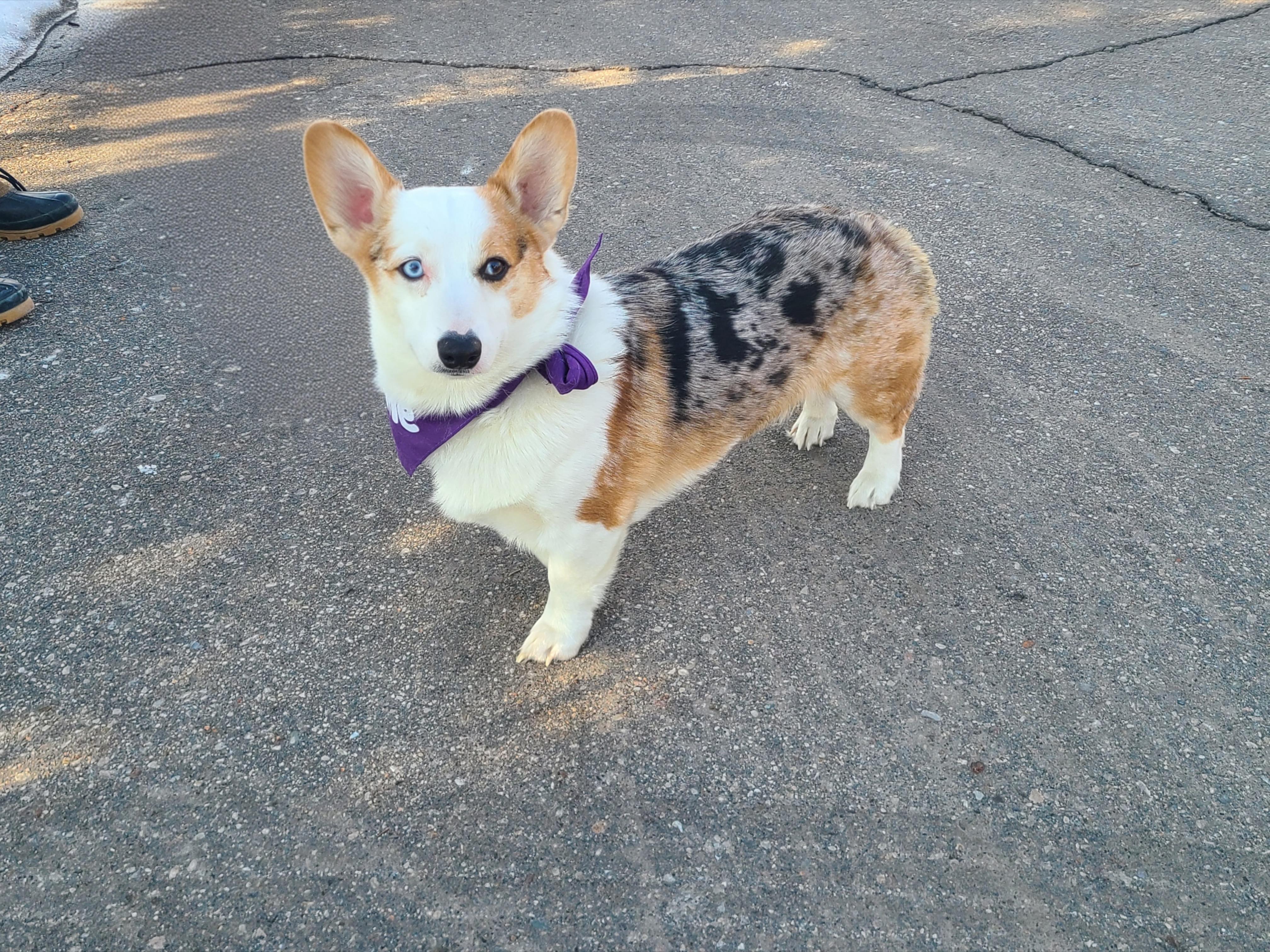 Enlarge Boulder, a ADOPTABLE Corgi in Detroit, MI image 1/1